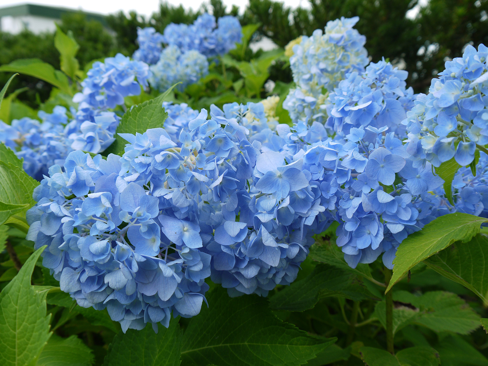あじさいLサイズ