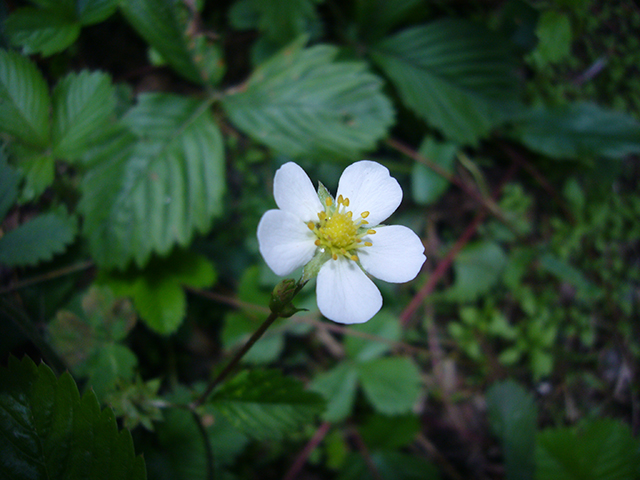 ワイルドベリーの花Mサイズ