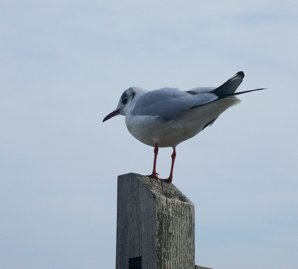 カモメ　スマホ用
