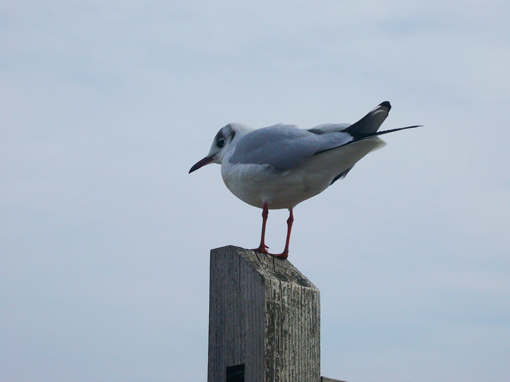 カモメ　タブレット用