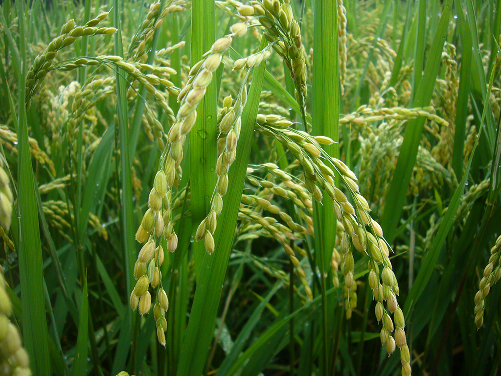 稲タブレット用